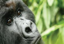 Johannesburg to Gorillas tour