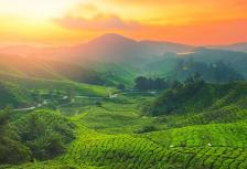 Malaysia Highlights tour