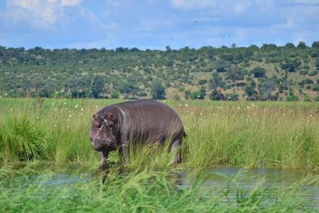 Family Friendly River cruise Southern Africa: Once-in-a-lifetime experience on the African Continent with the post-cruise program 'From Zimbabwe to South Africa on a Luxury Train' (port-to-port cruise) package