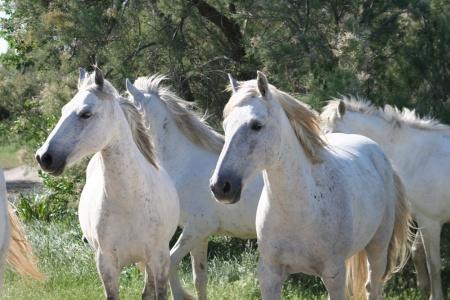 Family Friendly River cruise The Magic of the Provençal Rhône and the Camargue package
