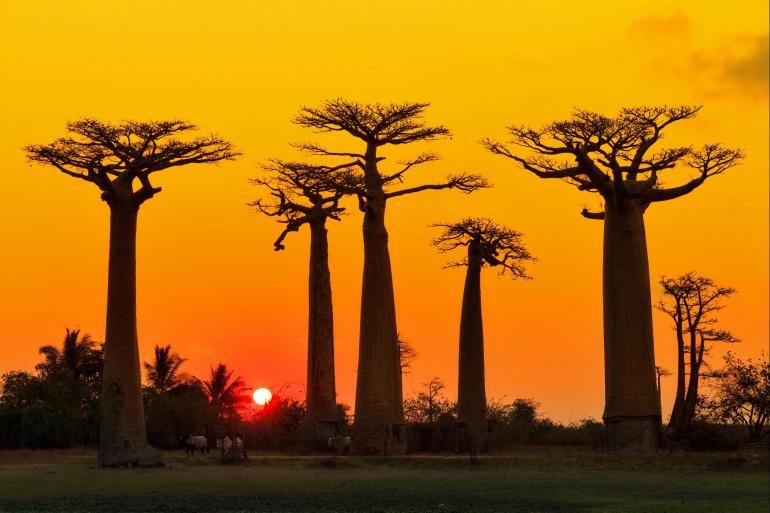 Madagascan Discoverer tour