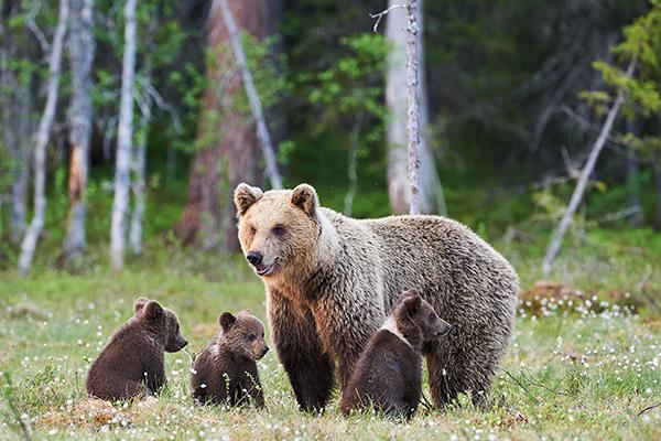 Alaskan Wildlife & Wilderness tour