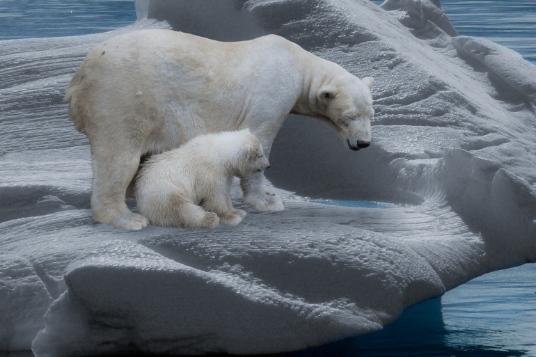 Introduction to Spitsbergen - Polar Bear Safari tour