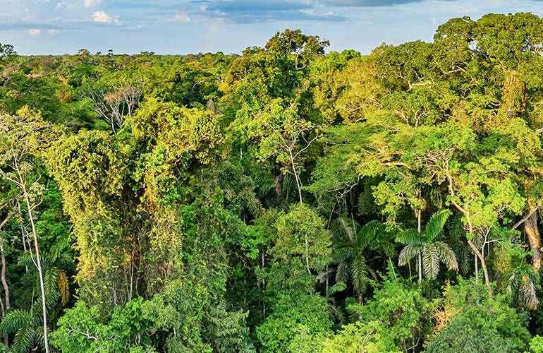 Ecuador: Amazon Jungle Sacha Lodge Short Break tour