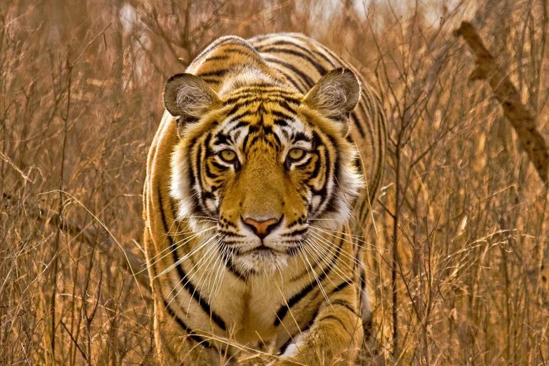 Golden Triangle and the Tigers of Ranthambore (with Nepal) tour