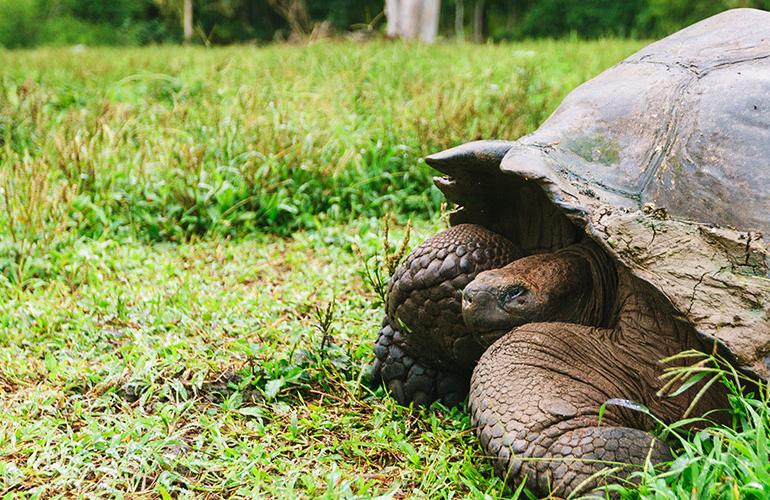 Ultimate Galapagos: Central Islands (Grand Daphne) tour
