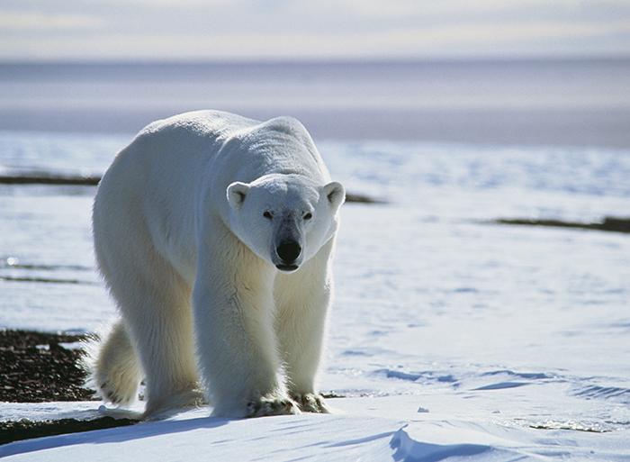 Longyearbyen Spitsbergen Spitsbergen, East Greenland and Iceland - Southbound Trip