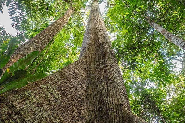 Nature & Wildlife Wildlife viewing Ecuador: Amazon Jungle Sacha Lodge Short Break package