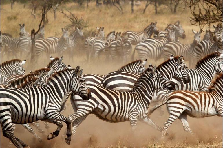 Nature & Wildlife Land expedition Cape Town to Kenya package