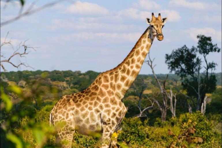 Maun Okavango Delta Experience Southern Africa Trip
