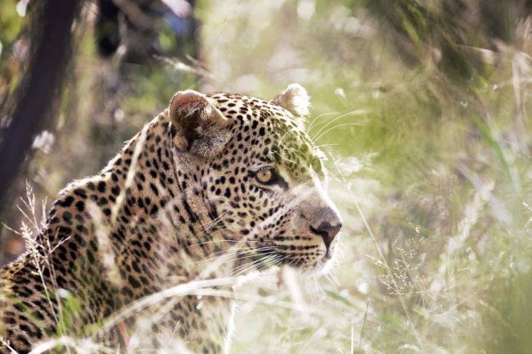 National Parks History Splendid South Africa & Victoria Falls package