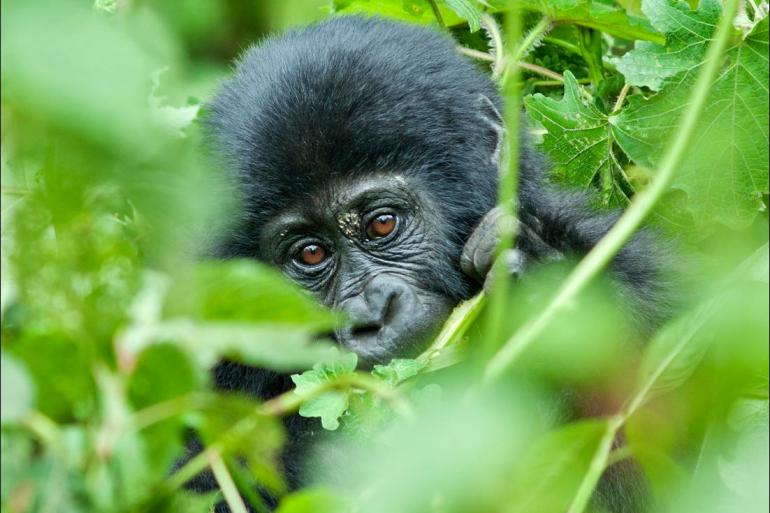 Kigali Queen Elizabeth National Park Rwanda Gorilla Naming Ceremony & Uganda Trip