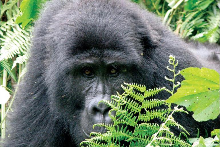 Nairobi Ngorongoro Crater Johannesburg to Gorillas Trip
