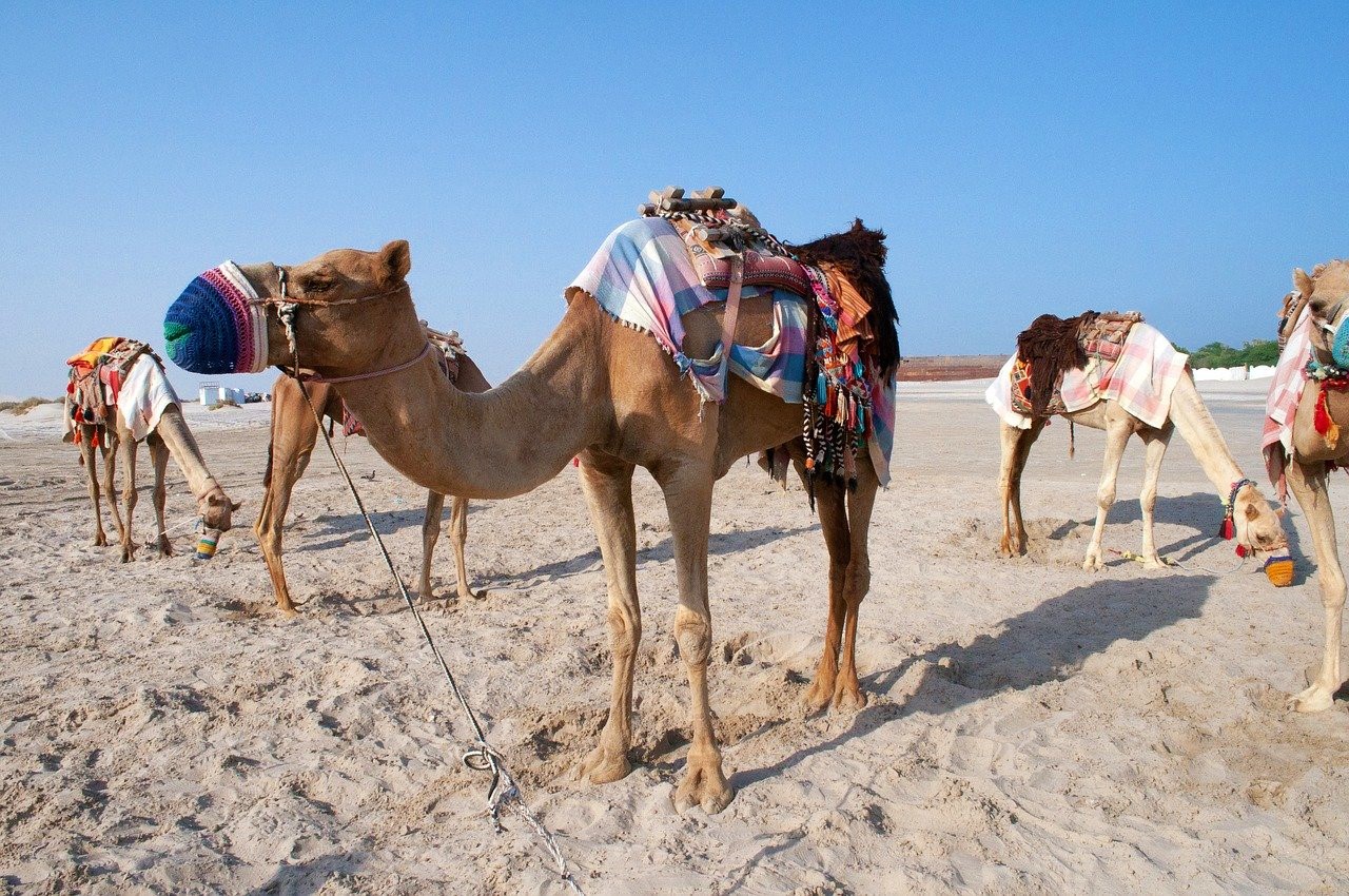 Qatar: Ancient & Modern