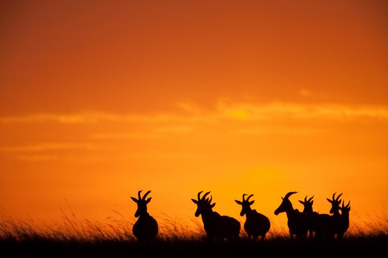 Classic Kenya 4WD Safari tour