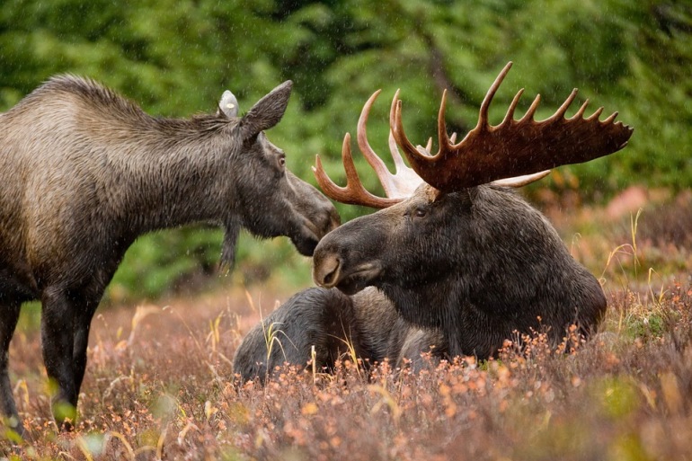 Denali National Park & Wild Alaska tour