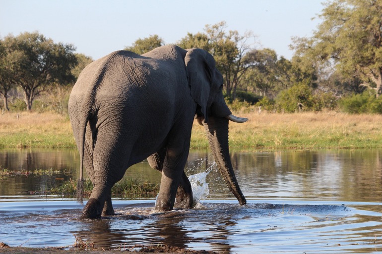Elephant-bush-botswana-water-3410694
