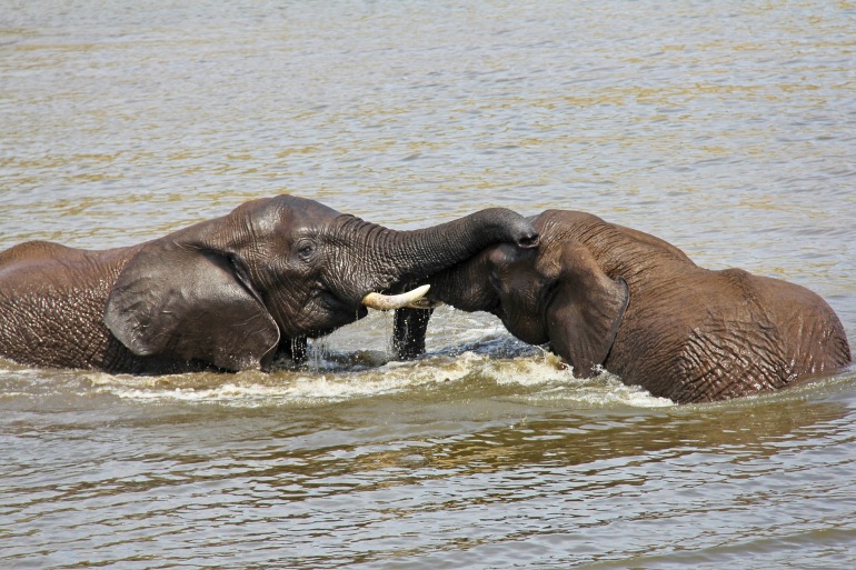Elephants-playing-water-exciting-1221577