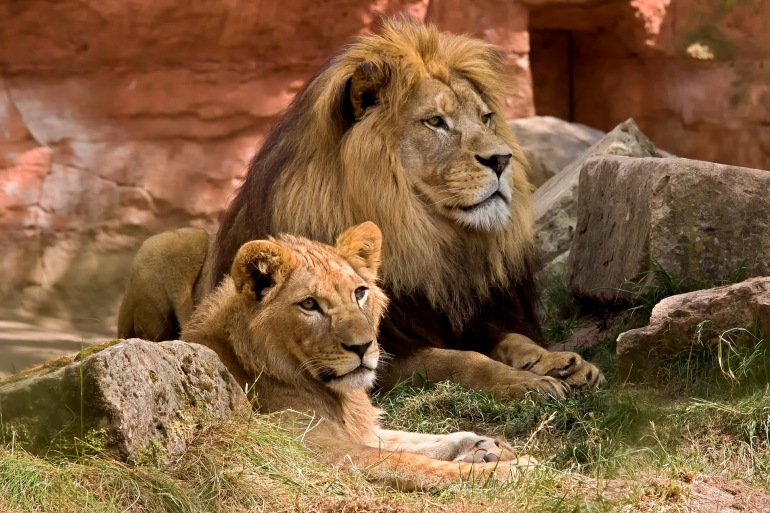Lion-wildlife-predator-zoo-africa-825704