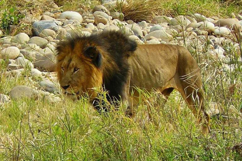 Lion Predator in kruger national park-South Africa-373278_1920_p