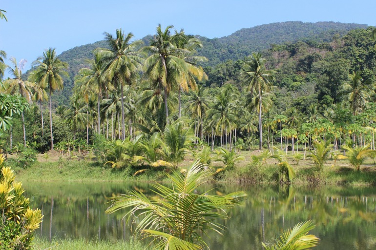 Rain Forest in Brazil, South America_P