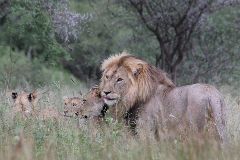 Olduvai Gorge Serengeti National Park Safari Serengeti: Tanzania Lodge & Tented Safari Trip