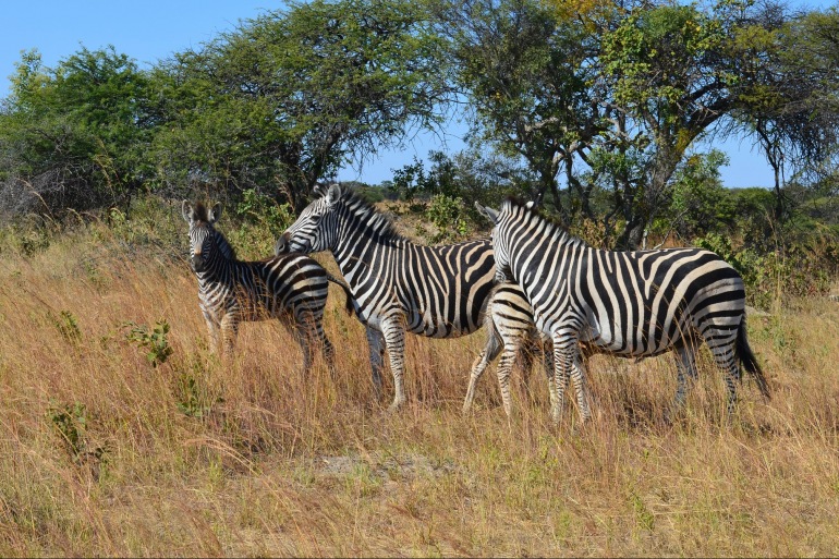 Wildlife view of Zimbabwe, Africa