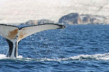 Antarctic Express - Fly the Drake from Punta Arenas
