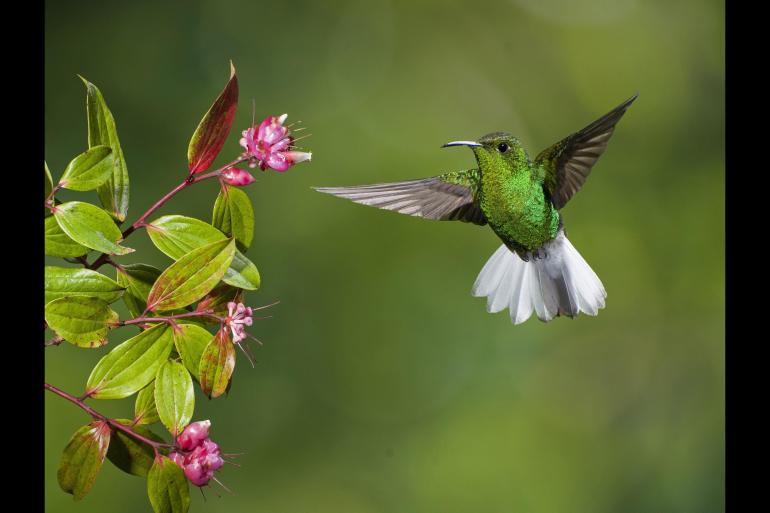Discover Costa Rica - with Dominical tour