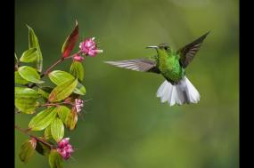 Discover Costa Rica - with Dominical