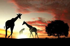 Solo Travel: Spectacular South Africa