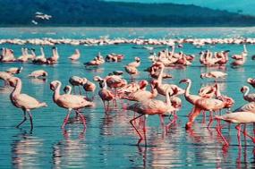Jewels of Africa with Ol Pejeta Conservancy & Lake Nakuru National Park Area