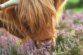Highlights of Ireland and Scotland Summer 2024
