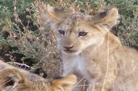 South African Sojourn with Botswana