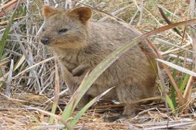 Western Australia Discovery