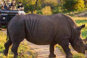South Africa Safari In Luxury