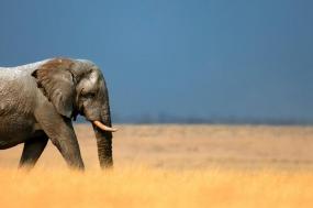 Vic Falls to Cape Town