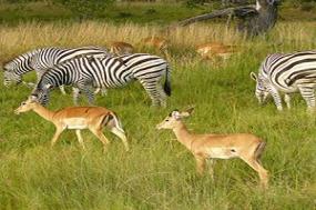 South African Sojourn with Chobe National Park