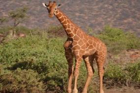 Jewels of Africa with Nairobi, Ol Pejeta Conservancy & Lake Nakuru National Park Area