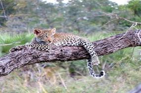 East Africa Private Safari with Ol Pejeta Conservancy & Lake Nakuru National Park Area