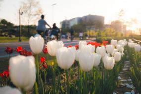 Holland Bike & Sail - Tulip Tour (Zaanse Schans-Amsterdam)