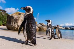 Cape Town and the Garden Route - Premium Adventure