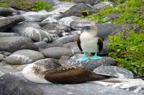 Peru Splendors with Galápagos Cruise