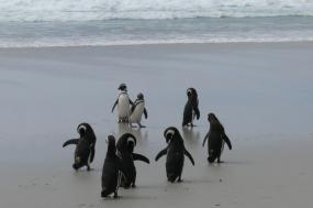 Adventure from Cape Horn to the Penguins of Antarctica
