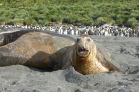 Falklands, South Georgia, and Antarctica
