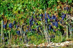 California Wine Country Walking Tour
