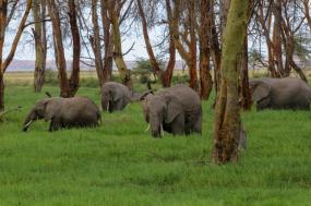 Signature Great Migration Safari 2021