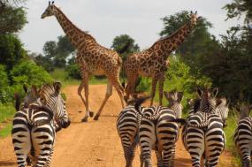 Best of Tanzania