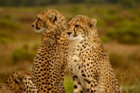Southern Africa Safari by River & Rail