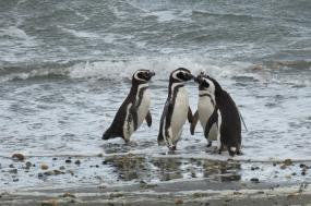 Chile: From the Atacama Desert to the Patagonian Fjords
